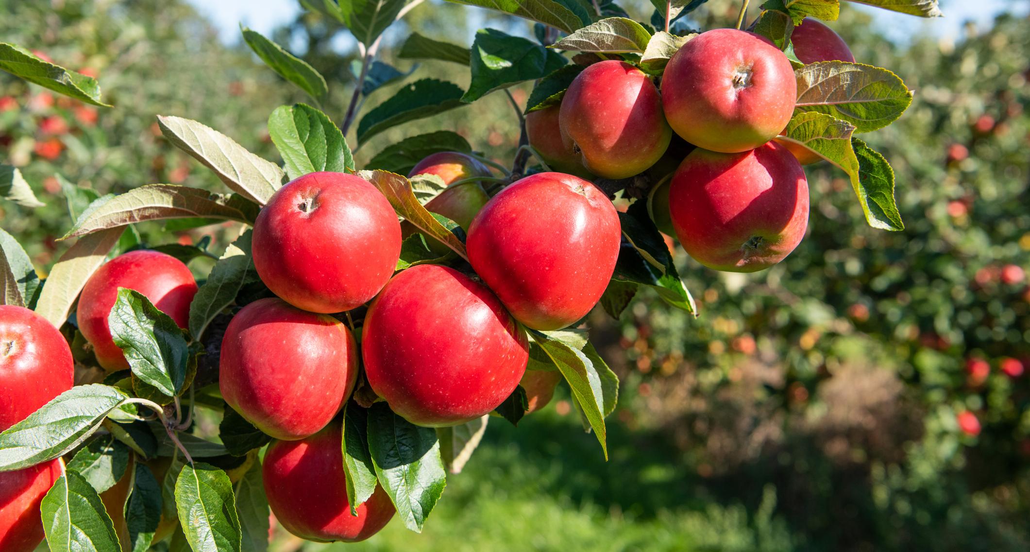 hurtownia owoców jabłka na taśmie produkcyjnej
